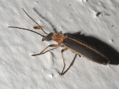 Oxycopis mimetica