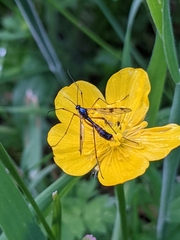 Ptychoptera contaminata
