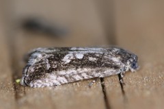 Cydia lacustrina