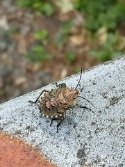 Pentatoma rufipes