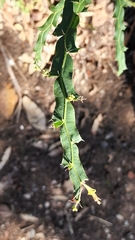 Acacia alata