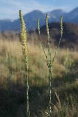 Thelypodium crispum