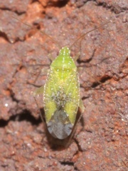 Keltonia tuckeri