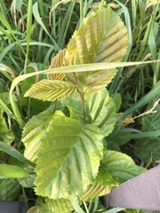 Alnus glutinosa