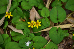 Lysimachia christiniae