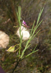 Polygala refracta