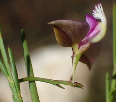 Polygala refracta