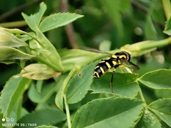 Xanthogramma pedissequum