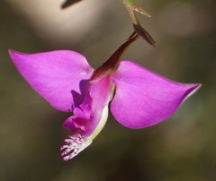 Polygala refracta