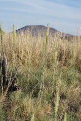 Thelypodium crispum