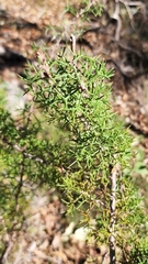 Hakea erinacea