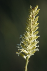 Thelypodium crispum