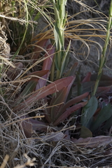 Thelypodium crispum
