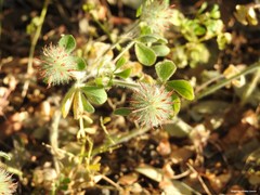 Trifolium cherleri