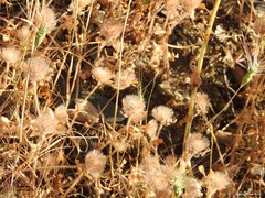 Trifolium cherleri