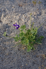 Lupinus odoratus