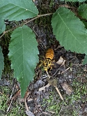 Vespula squamosa