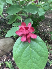 Calycanthus