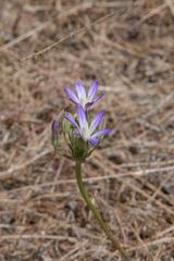 Brodiaea coronaria