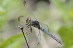 Erythrodiplax funerea