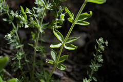 Galium hallii