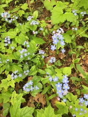 Myosotis sylvatica