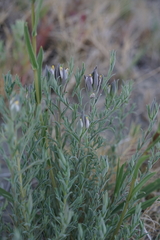 Chloropyron maritimum canescens