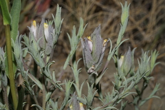 Chloropyron maritimum canescens