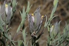 Chloropyron maritimum canescens