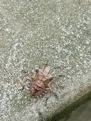 Pentatoma rufipes