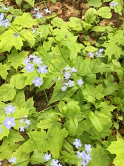 Myosotis sylvatica