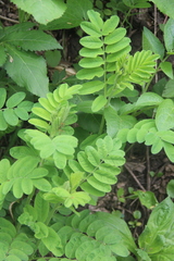 Astragalus ciceroides