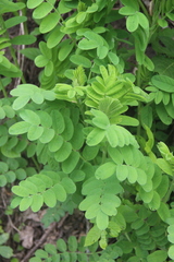 Astragalus ciceroides