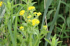 Tephroseris palustris