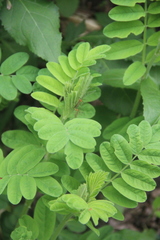 Astragalus ciceroides