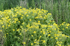 Tephroseris palustris