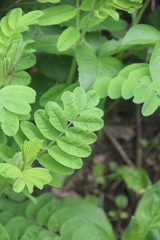 Astragalus ciceroides