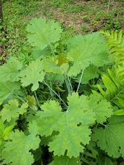 Macleaya cordata