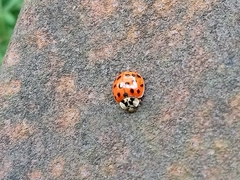 Harmonia axyridis