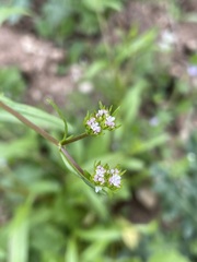 Valerianella dentata
