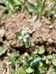 Conringia orientalis