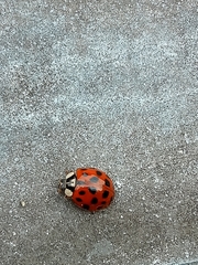 Harmonia axyridis