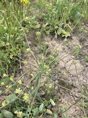 Lomatium nudicaule