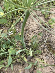 Lomatium nudicaule