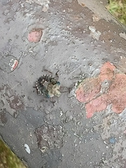 Pentatoma rufipes