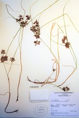 Cyperus diandrus
