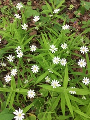 Rabelera holostea
