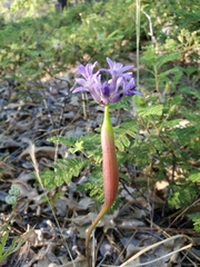 Dichelostemma multiflorum