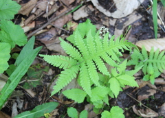 Phegopteris connectilis
