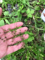 Luzula pilosa
